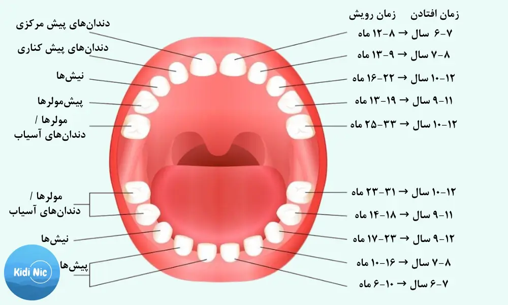 زمان متفاوت افتادن دندان در کودکان
