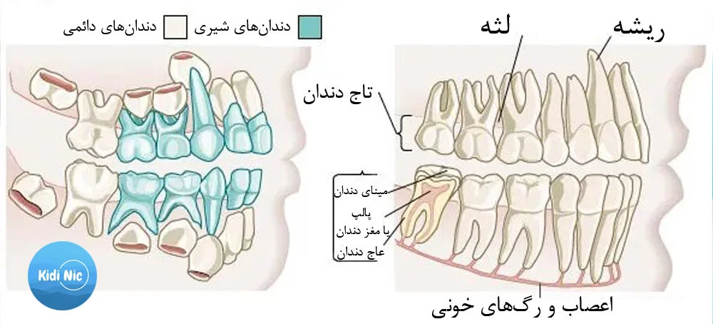 لق بودن یا ثابت بودن دندان