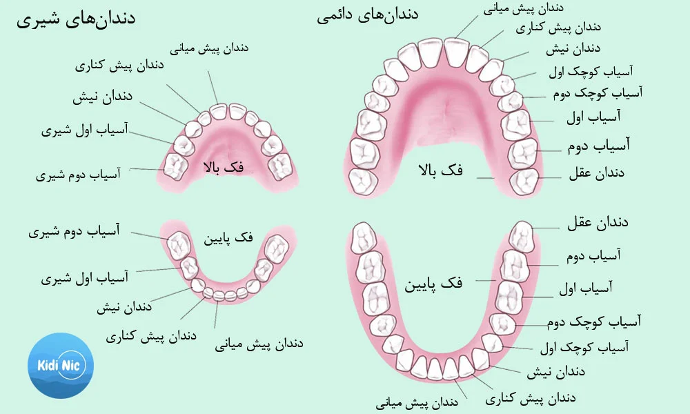تعداد دندانها