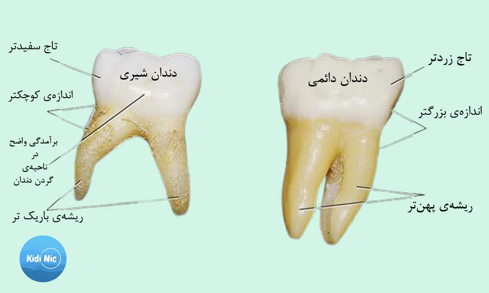 اندازه و شکل دندانها