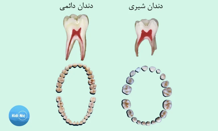 کدام دندان ها شیری هستن