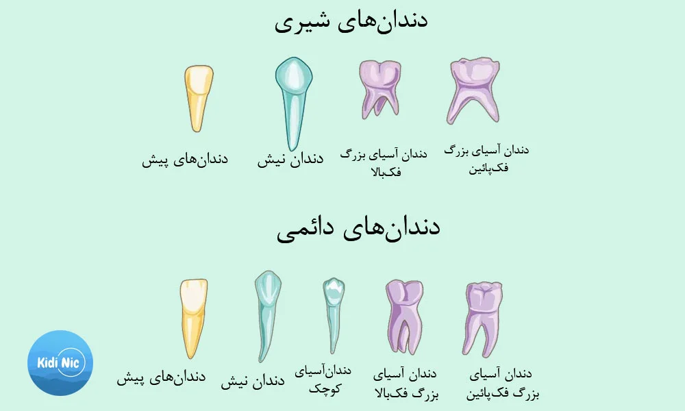چگونه دندان شیری را از دائمی تشخیص دهیم؟